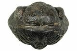 Wide, Enrolled Pedinopariops Trilobite - Mrakib, Morocco #347752-1